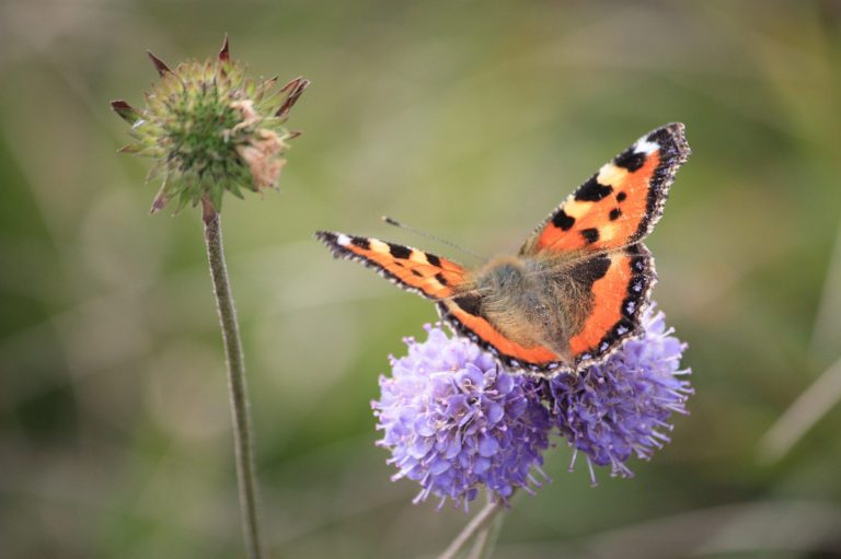 Papillon petite tortue